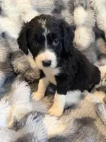 Qing F1, a male Bernedoodle for sale in New Port Richey, FL – Photo 2 of 4