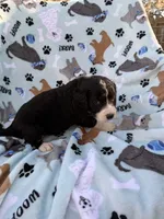 processed/c4e36716-89f0-4c47-ba05-c650dec672a0/listing/de91b220-ed3b-4dc9-8857-f374715350fb/219928e4-e958-4209-b36c-1f993d96f2a6