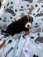 processed/c4e36716-89f0-4c47-ba05-c650dec672a0/listing/de91b220-ed3b-4dc9-8857-f374715350fb/adf9b61b-5d49-445f-8277-55185eaf2750