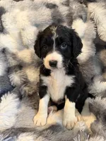 Qing F1, a male Bernedoodle for sale in New Port Richey, FL – Photo 1 of 4