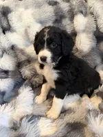 Qing F1, a male Bernedoodle for sale in New Port Richey, FL – Photo 4 of 4