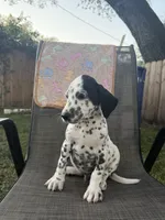 Aemond Mini Dalmadoodle, a male Dalmatian and Poodle - Miniature  for sale in New Port Richey, FL – 5 of 5