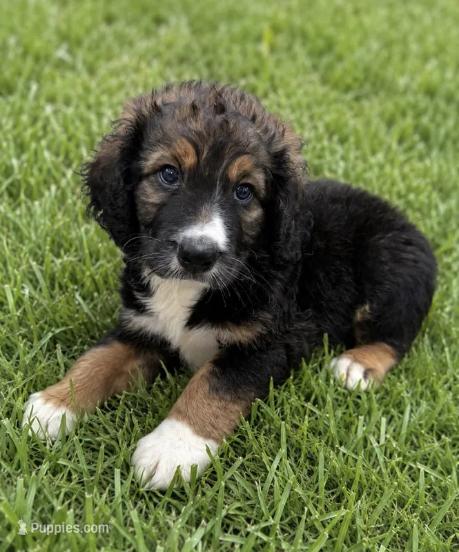 Rhys – Bernedoodle puppy for sale in New Port Richey, FL