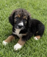 Rhys, a male Bernedoodle for sale in New Port Richey, FL – 1 of 4
