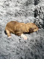 Bobbie, a female Aussiedoodle and Poodle - Standard  for sale in New Port Richey, FL – Photo 6 of 7