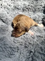 Bobbie, a female Aussiedoodle and Poodle - Standard  for sale in New Port Richey, FL – Photo 7 of 7