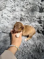 Bobbie, a female Aussiedoodle and Poodle - Standard  for sale in New Port Richey, FL – Photo 3 of 7