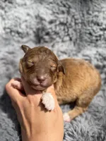 Bobbie, a female Aussiedoodle and Poodle - Standard  for sale in New Port Richey, FL – Photo 2 of 7