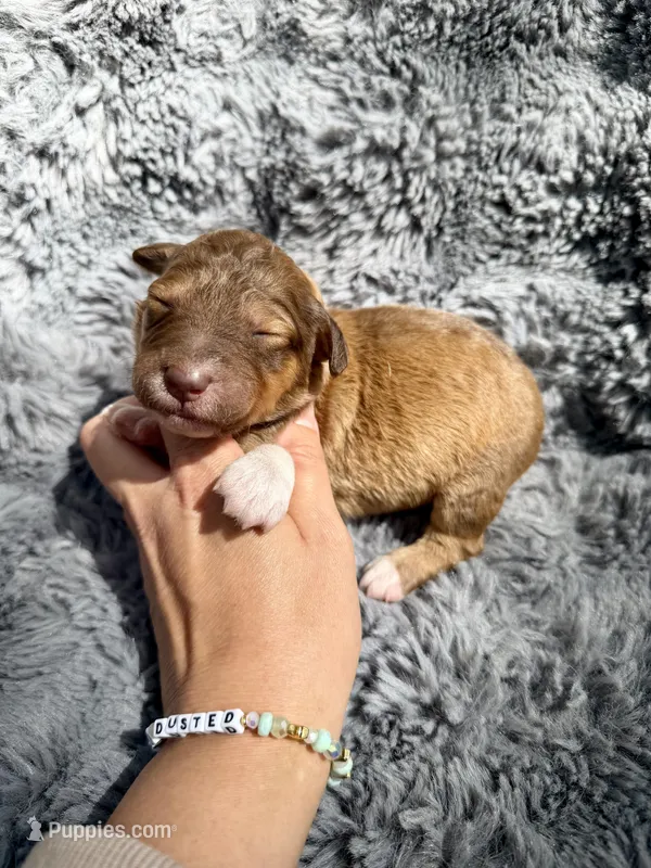 Bobbie – Aussiedoodle, Poodle - Standard  puppy for sale in New Port Richey, FL