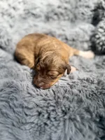 Bobbie, a female Aussiedoodle and Poodle - Standard  for sale in New Port Richey, FL – Photo 4 of 7