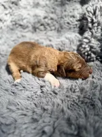 Bobbie, a female Aussiedoodle and Poodle - Standard  for sale in New Port Richey, FL – Photo 5 of 7