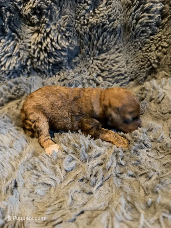 Indiana – Cockapoo puppy for sale in New Port Richey, FL