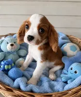 Winston, a male Cavalier King Charles Spaniel for sale in New Port Richey, FL – 2 of 2