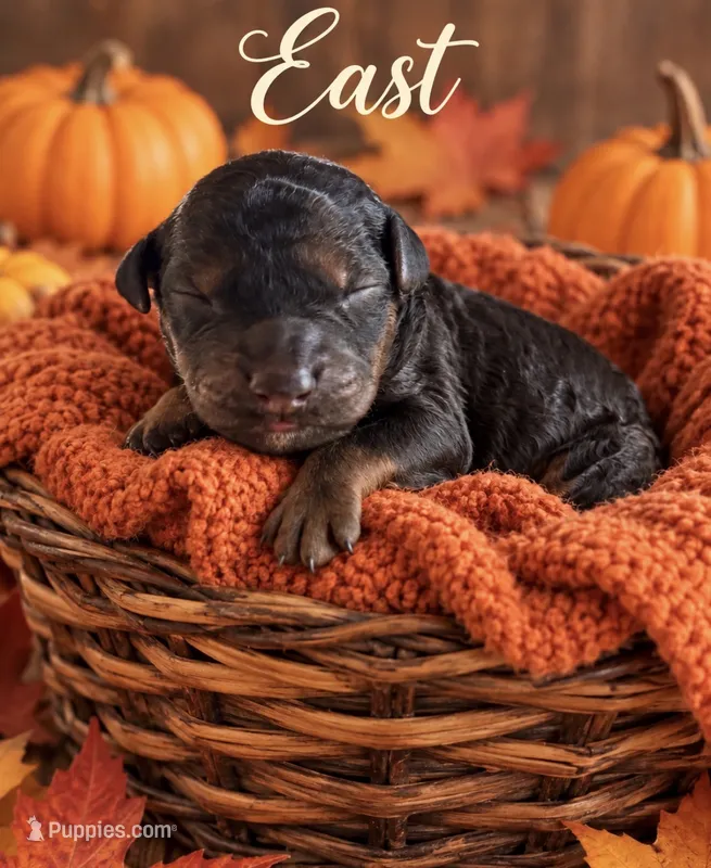 East F1bb Mini – Sheepadoodle puppy for sale in New Port Richey, FL