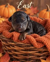 East F1bb Mini, a female Sheepadoodle for sale in New Port Richey, FL – 1 of 1
