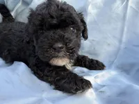 Tinkerbell , a female Shihpoo for sale in New Port Richey, FL – Photo 1 of 2