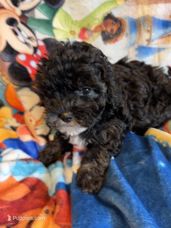 Tinkerbell  – Shihpoo puppy for sale in New Port Richey, FL