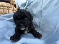 Tinkerbell , a female Shihpoo for sale in New Port Richey, FL – Photo 2 of 2