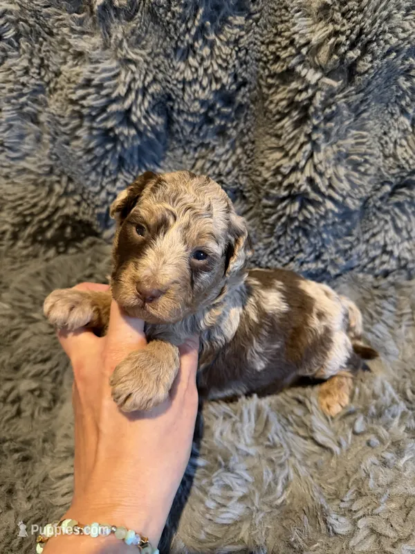 Clarice F1bb – Miniature Bernedoodle puppy for sale in New Port Richey, FL