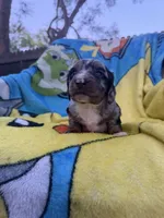 Fernando, a male Miniature Dachshund for sale in New Port Richey, FL – 5 of 9