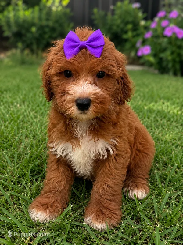 Esme – Miniature Goldendoodle puppy for sale in New Port Richey, FL