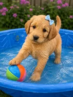 Bree, a female Aussiedoodle and Poodle - Standard  for sale in New Port Richey, FL – 2 of 3