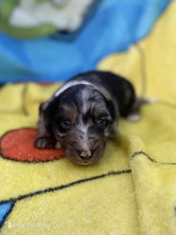Fernando – Miniature Dachshund puppy for sale in New Port Richey, FL