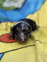 Fernando, a male Miniature Dachshund for sale in New Port Richey, FL – 1 of 9