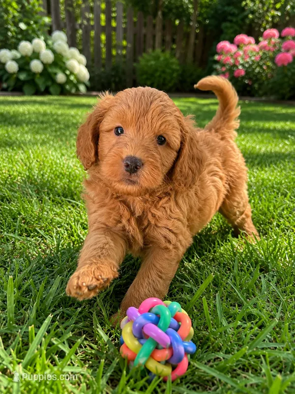 Philly – Miniature Goldendoodle puppy for sale in New Port Richey, FL