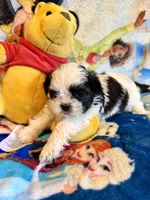 Xander , a male Shih Tzu for sale in New Port Richey, FL – Photo 3 of 3