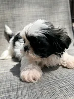 Xander , a male Shih Tzu for sale in New Port Richey, FL – Photo 7 of 10