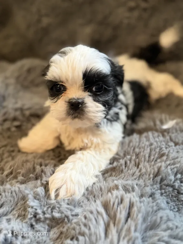 Xander  – Shih Tzu puppy for sale in New Port Richey, FL