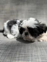 Xander , a male Shih Tzu for sale in New Port Richey, FL – Photo 6 of 10