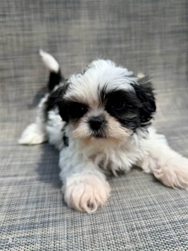 Xander  – Shih Tzu puppy for sale in New Port Richey, FL