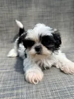 Xander , a male Shih Tzu for sale in New Port Richey, FL – Photo 1 of 10
