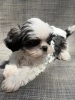Xander , a male Shih Tzu for sale in New Port Richey, FL – Photo 10 of 10