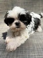 Xander , a male Shih Tzu for sale in New Port Richey, FL – Photo 8 of 10