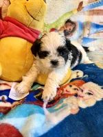 Xander , a male Shih Tzu for sale in New Port Richey, FL – Photo 2 of 3