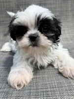 Xander , a male Shih Tzu for sale in New Port Richey, FL – Photo 4 of 10