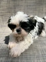 Xander , a male Shih Tzu for sale in New Port Richey, FL – Photo 9 of 10