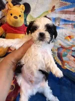 Xander , a male Shih Tzu for sale in New Port Richey, FL – Photo 1 of 3