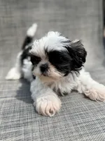 Xander , a male Shih Tzu for sale in New Port Richey, FL – Photo 2 of 10