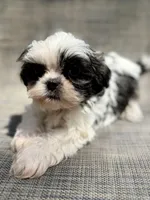 Xander , a male Shih Tzu for sale in New Port Richey, FL – Photo 3 of 10