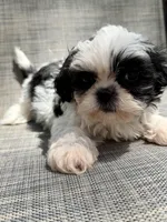 Xander , a male Shih Tzu for sale in New Port Richey, FL – Photo 5 of 10