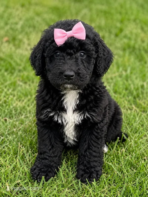 Catalina F1bb – Miniature Bernedoodle puppy for sale in New Port Richey, FL