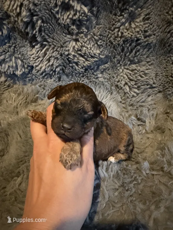Ira – Cockapoo puppy for sale in New Port Richey, FL