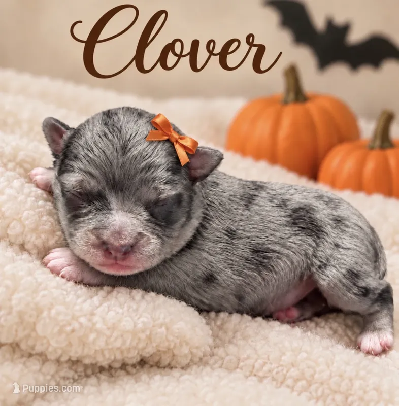 Clover – Miniature Aussiedoodle puppy for sale in New Port Richey, FL
