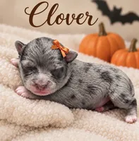 Clover, a female Miniature Aussiedoodle for sale in New Port Richey, FL – 1 of 2