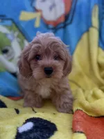 Kash, a male Yorkipoo and Poodle - Toy  for sale in New Port Richey, FL – 1 of 9