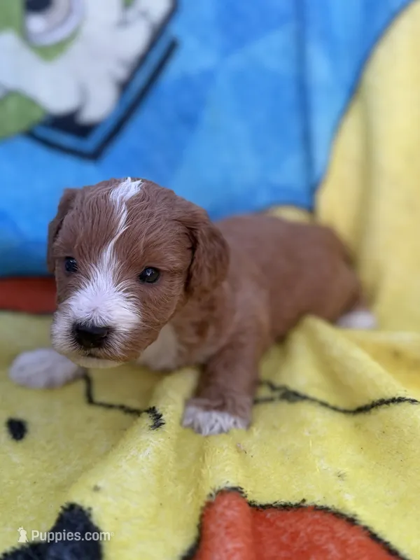 Elijah – Miniature Goldendoodle puppy for sale in New Port Richey, FL